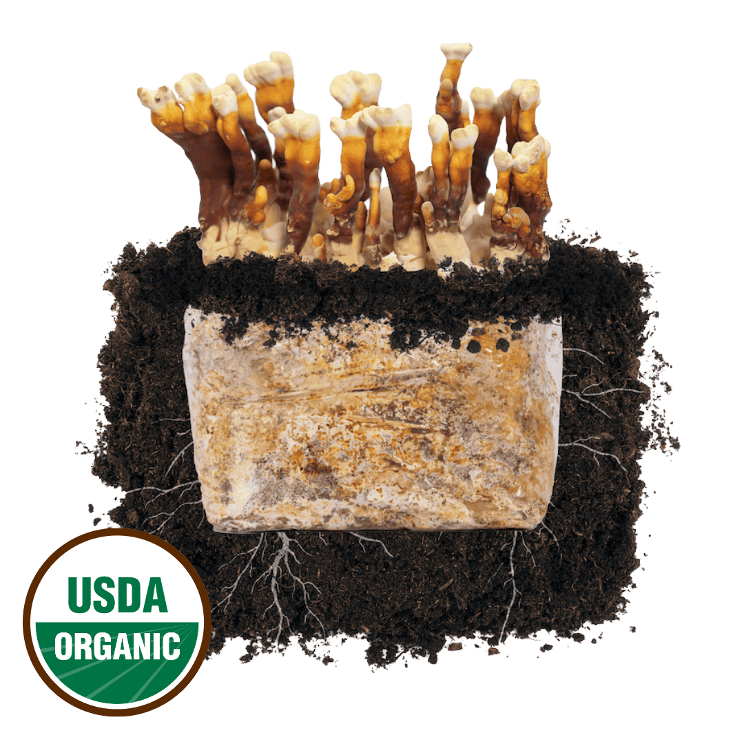 Reishi &