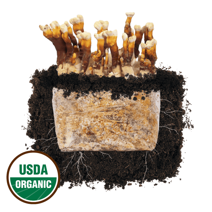 Reishi &