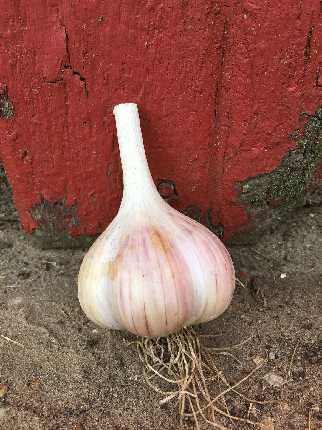 Georgian Fire Garlic (Hardneck)