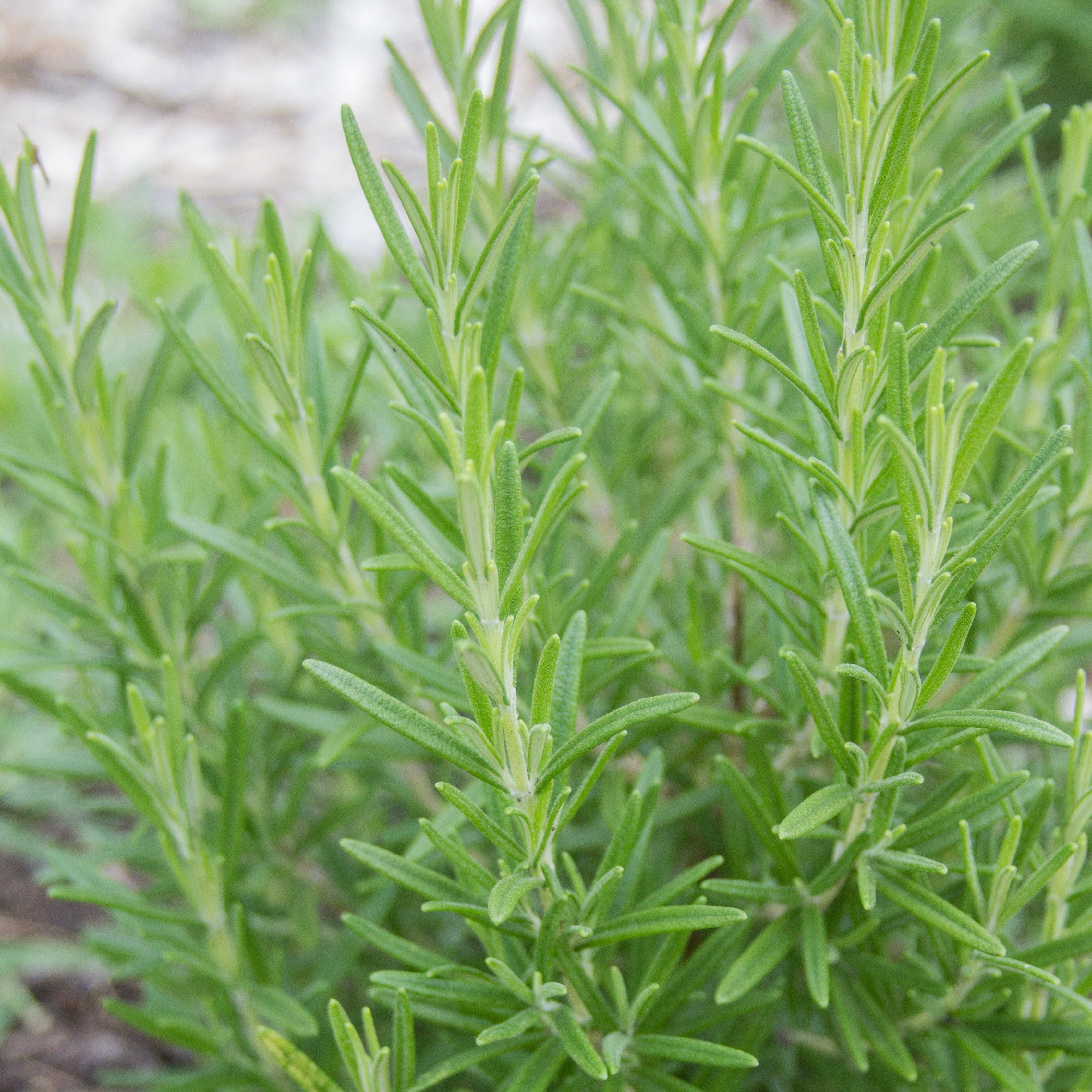 Rosemary – MIgardener