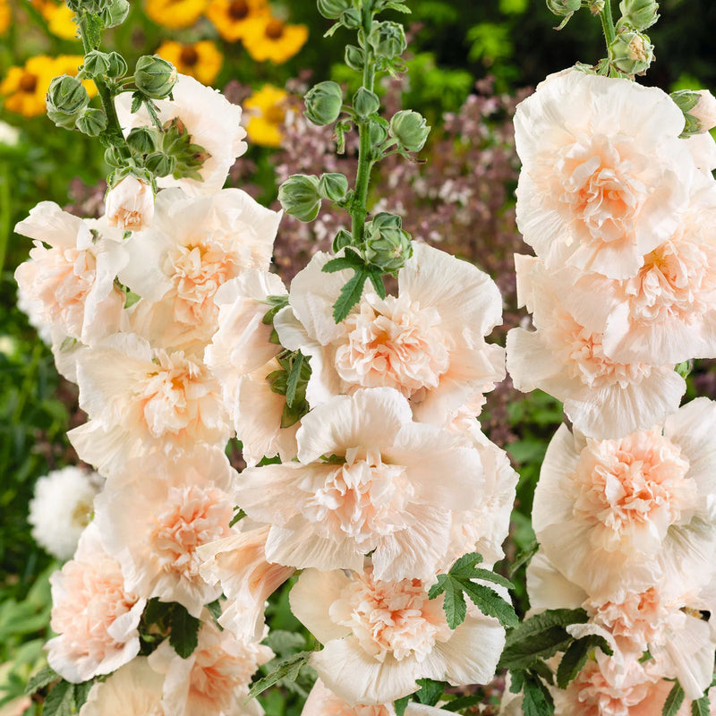 Majorette Double Champagne Hollyhock