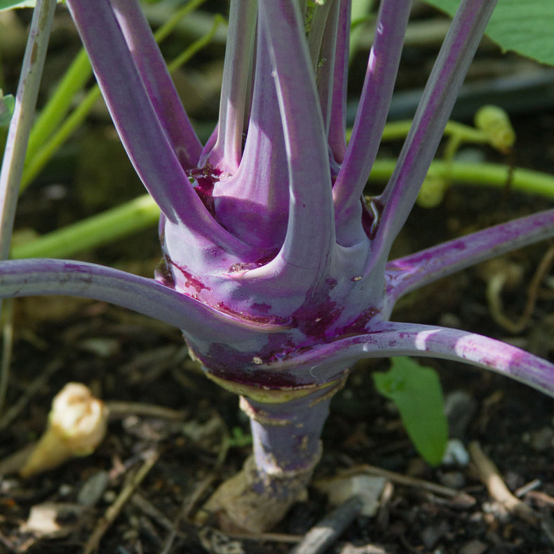 Purple Vienna Kohlrabi
