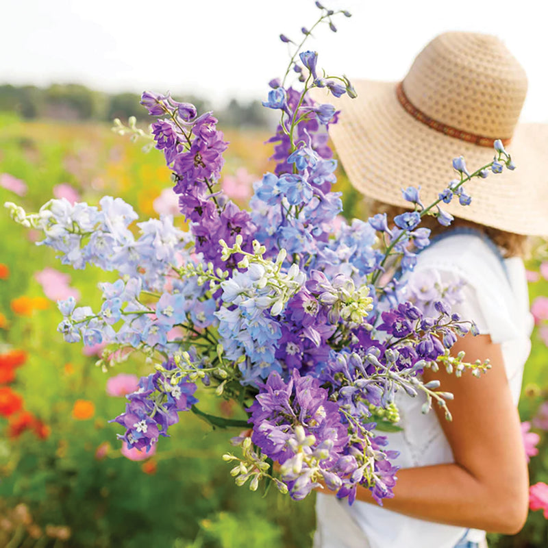 Tall Mix Rocket Larkspur