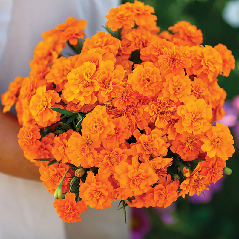 Tangerine Double French Marigold