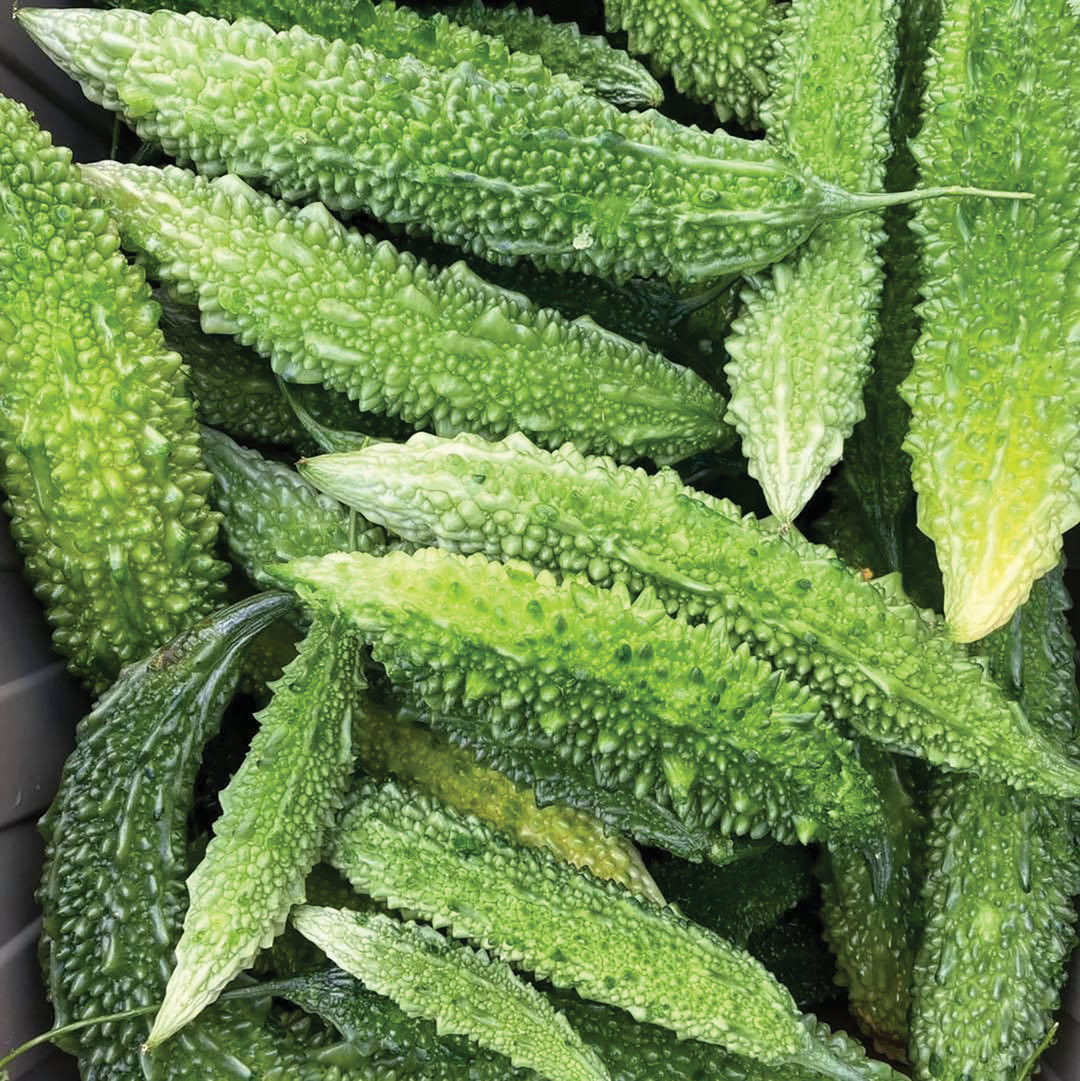 Futo Spindle Bitter Melon – MIgardener