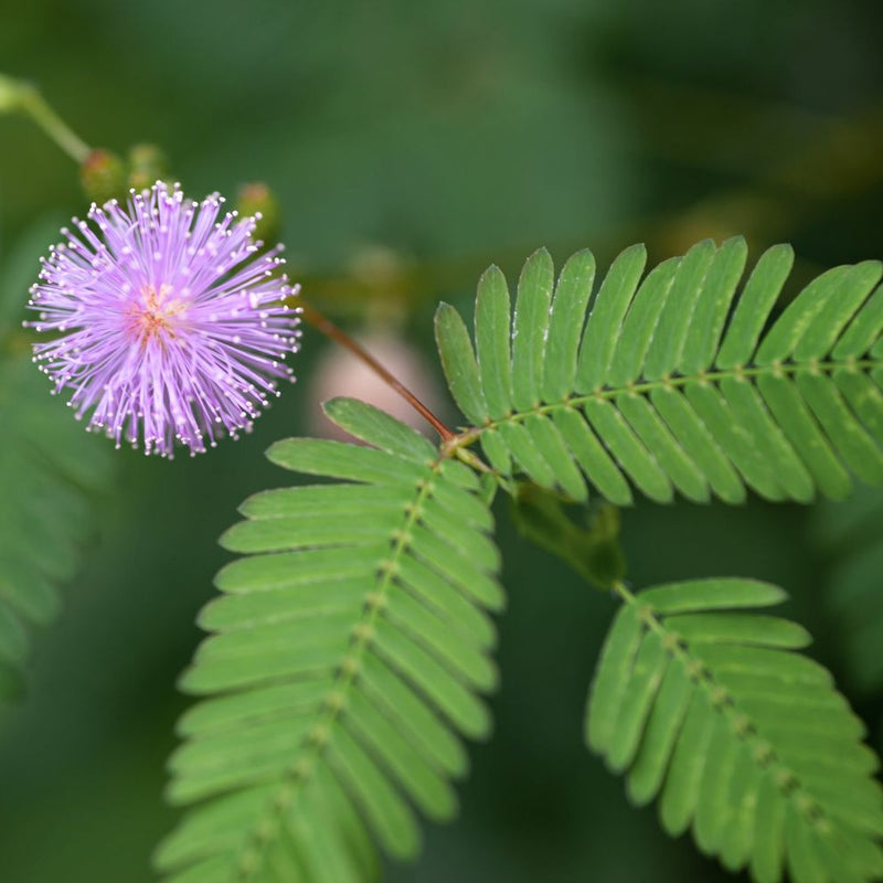 Sensitive Plant (Mimosa)