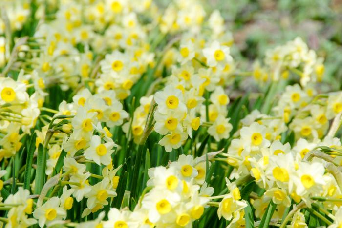 Minnow Daffodil (5 ct)