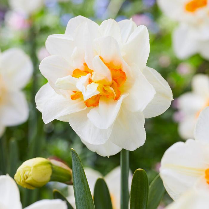 Flower Drift Daffodil (5 ct)