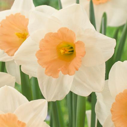 Cum Laude Daffodil (5 ct)