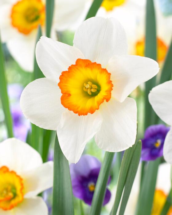 Flower Record Daffodil (5 ct)
