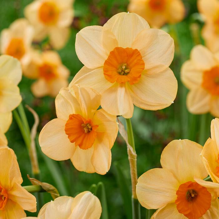 Kedron Daffodil (5 ct)
