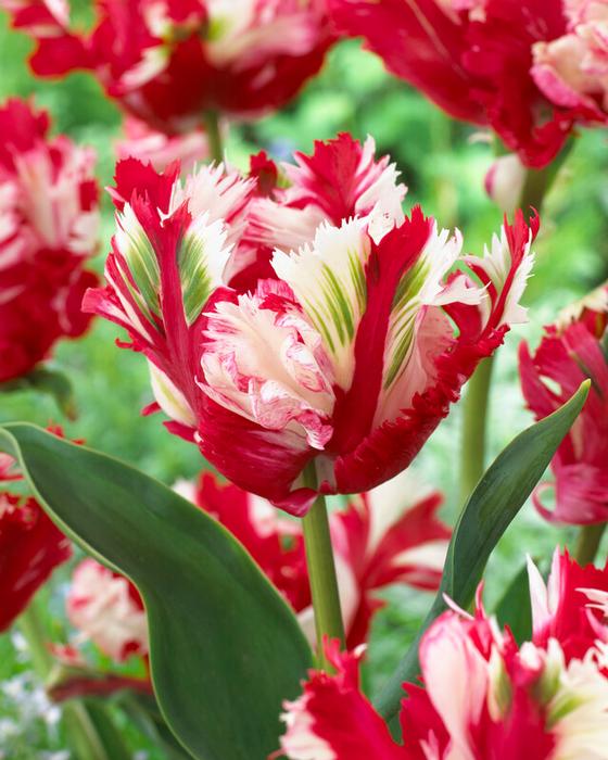 Estella Rijnveld Tulip (5 ct)