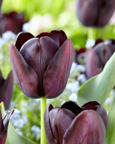 Queen of the night Tulip (5 ct)