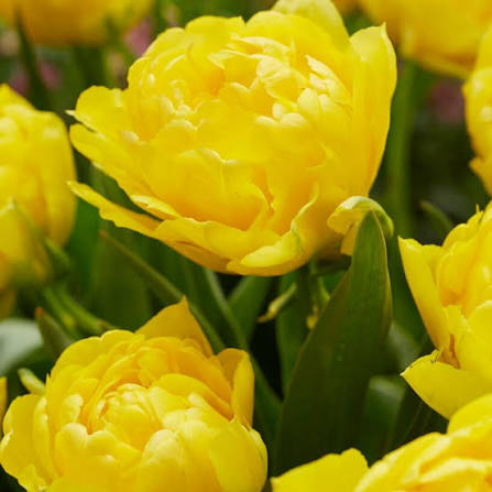 Limousine Tulip (5 ct)