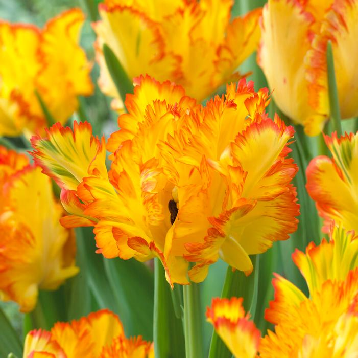 Caribbean Parrot Tulip (5 ct)