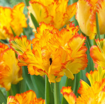 Caribbean Parrot Tulip (5 ct)