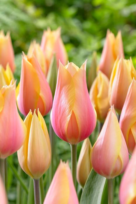 Blushing Lady Tulip (5 ct)