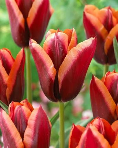 Triumph Tulip -Slawa (5 ct)