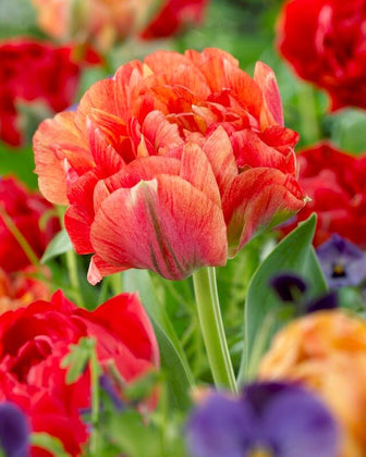 Gudoshnik Tulip (5 ct)