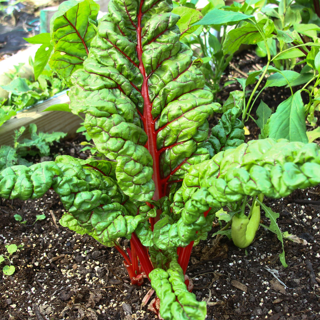 Rhubarb Swiss Chard