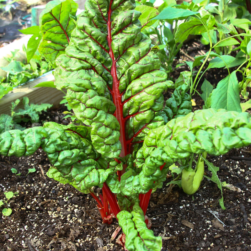 Rhubarb Swiss Chard
