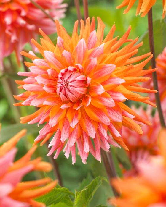 Cactus Dahlia Tuber: Okapis Sunset