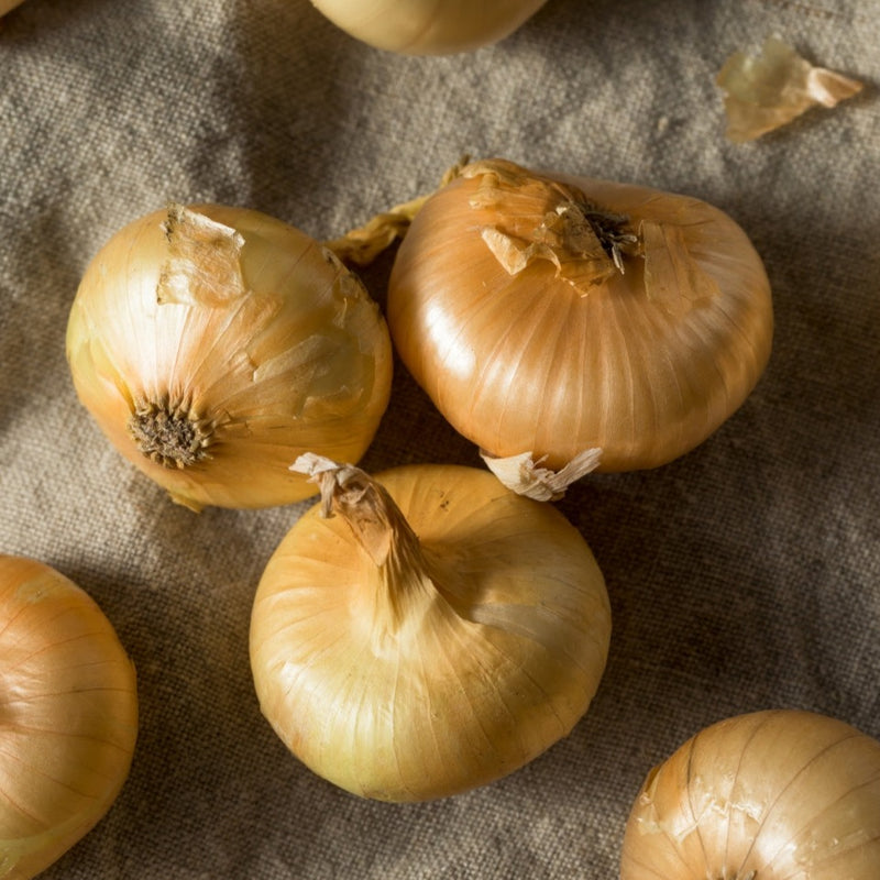Cipollini Onion
