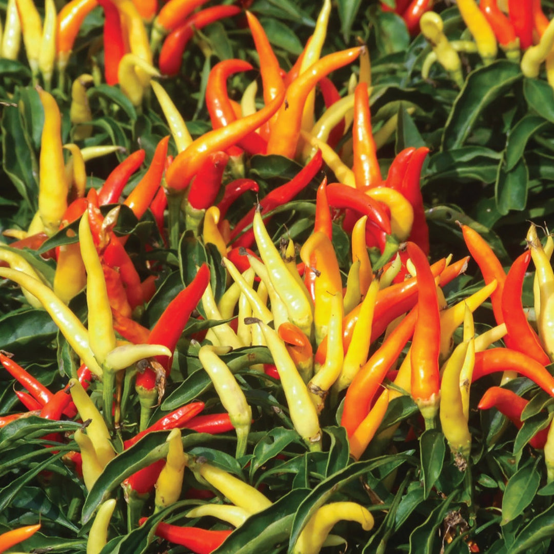 Fire &amp; Ice Pepper