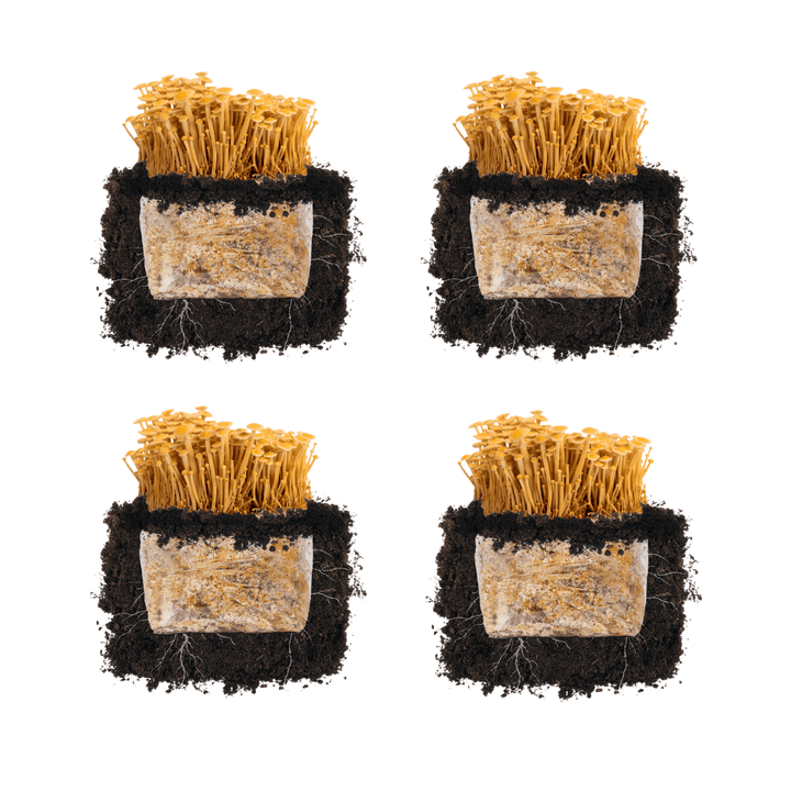 Golden Enoki &
