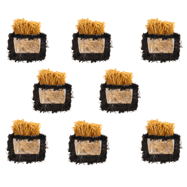 Golden Enoki &