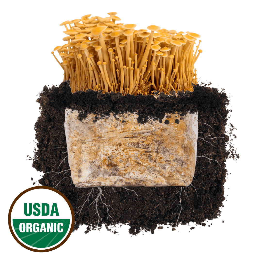 Golden Enoki &