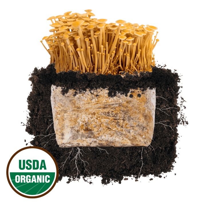 Golden Enoki &
