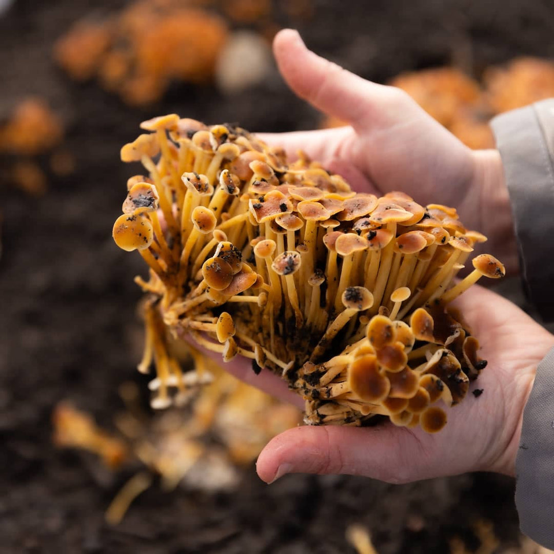 Golden Enoki &