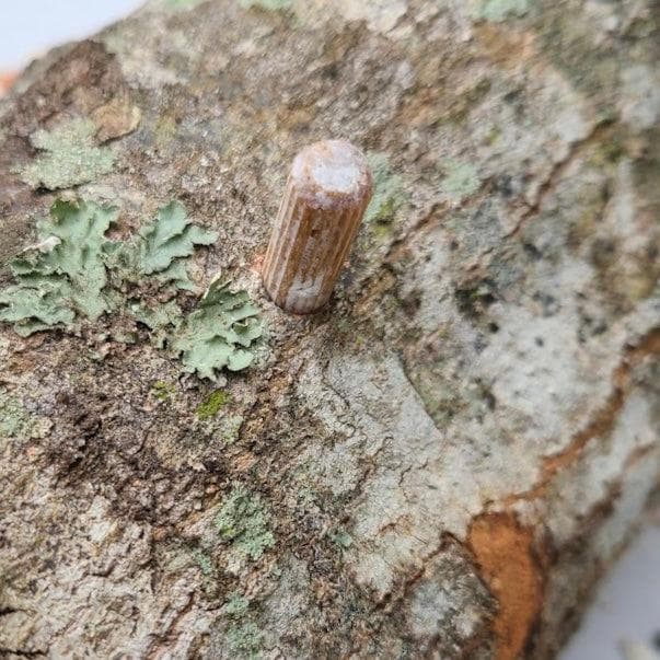 Organic Blue Oyster Mushroom Plug Spawn