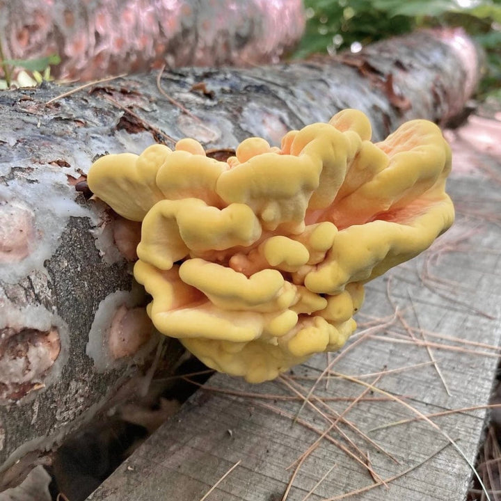 Organic Chicken of the Woods Mushroom Plug Spawn
