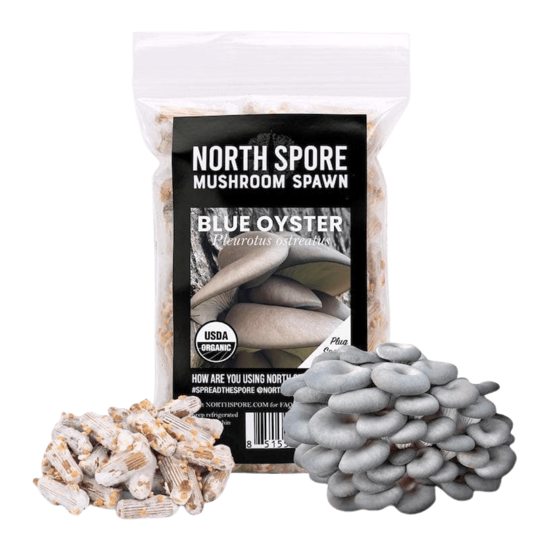 Organic Blue Oyster Mushroom Plug Spawn