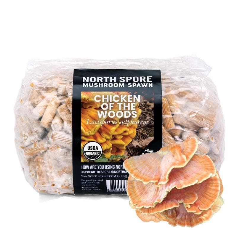 Organic Chicken of the Woods Mushroom Plug Spawn