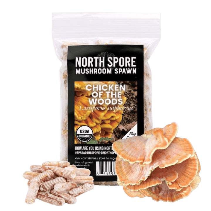 Organic Chicken of the Woods Mushroom Plug Spawn