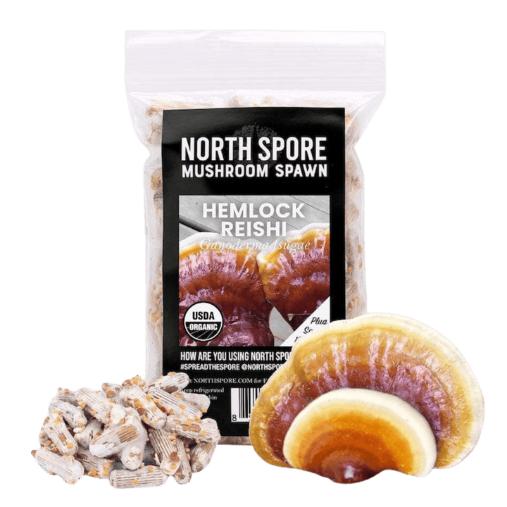 Organic Hemlock Reishi Mushroom Plug Spawn