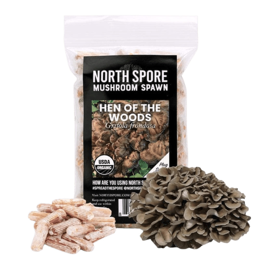 Organic Hen of the Woods (Maitake) Plug Spawn