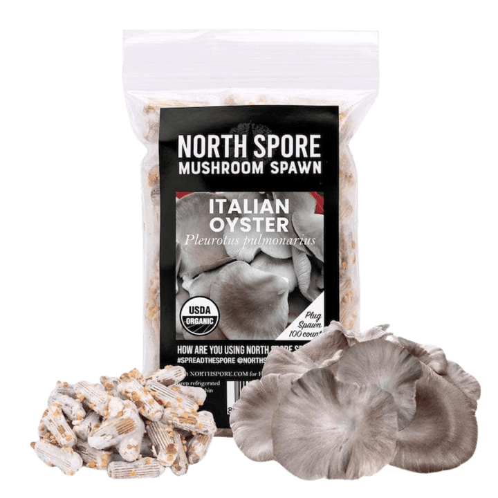 Organic Italian Oyster Mushroom Plug Spawn