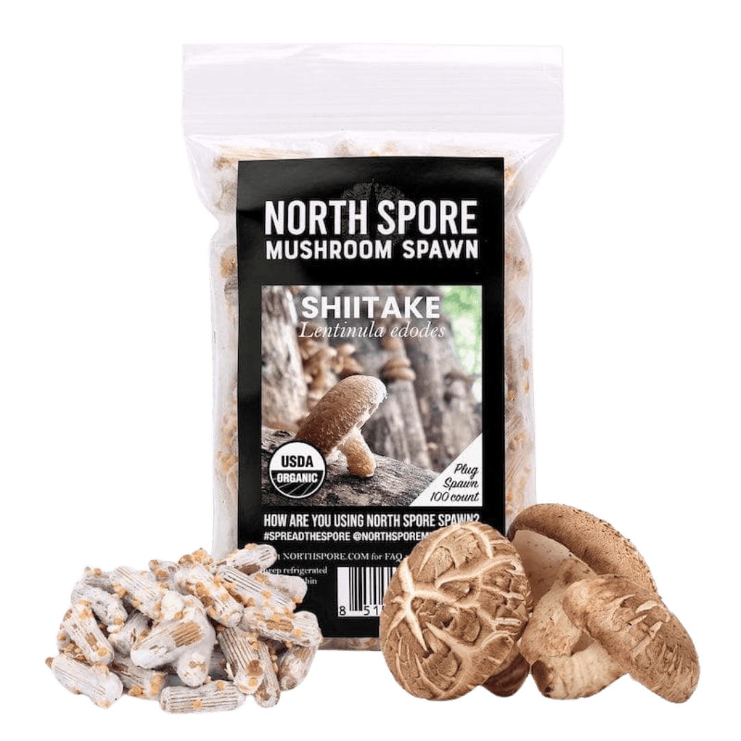Organic Shiitake Mushroom Plug Spawn