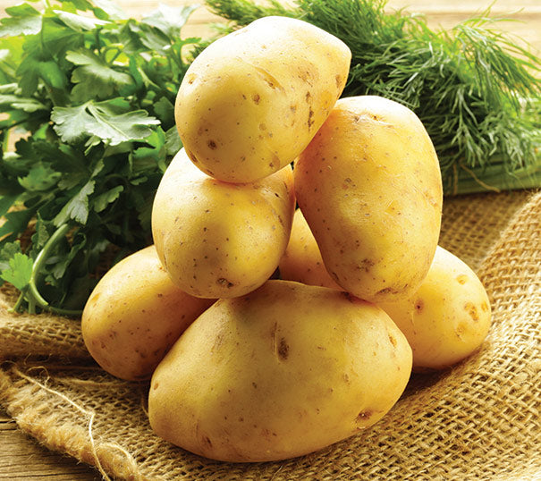 PRE-ORDER: Yukon Gold Seed Potato