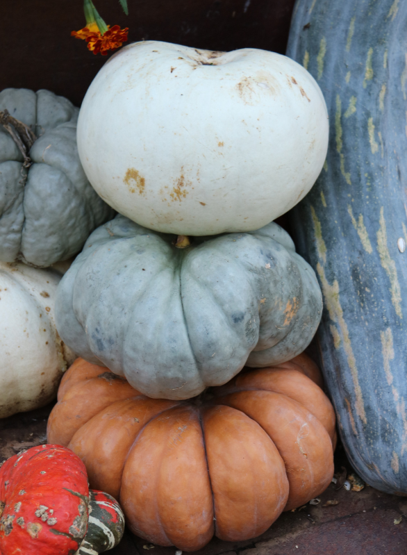 Grow Your Own Stacking Pumpkins Kit