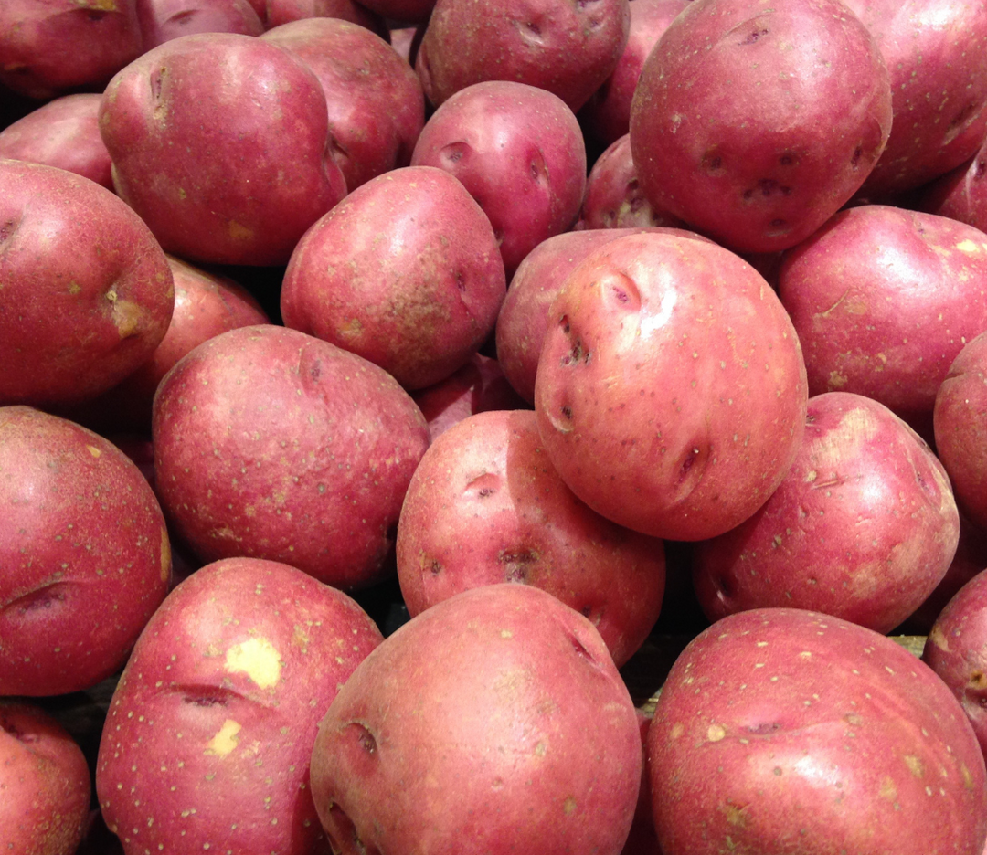 PRE-ORDER: Red Pontiac Seed Potato