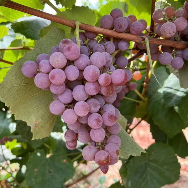 Reliance Seedless Grape – MIgardener