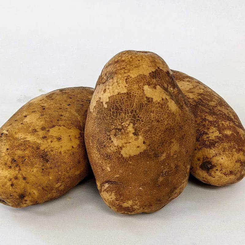 Russet Burbank Seed Potato