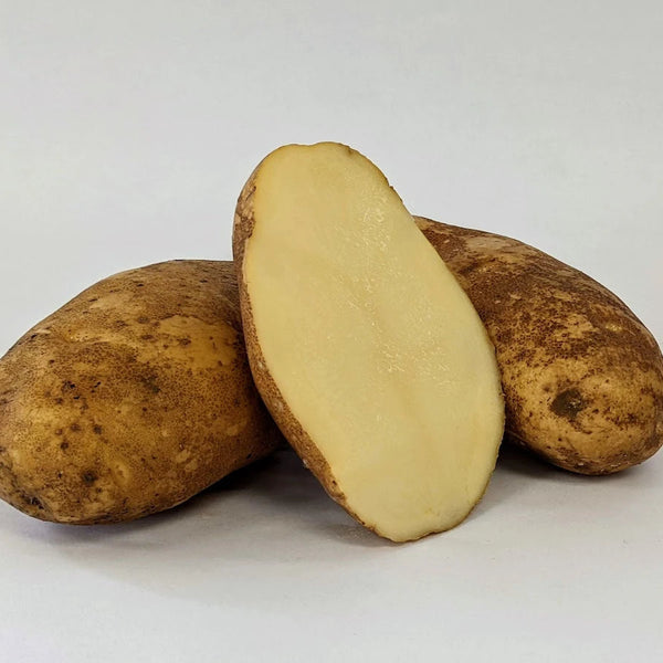 PRE-ORDER: Russet Burbank Seed Potato – MIgardener PRE-ORDER: Russet Burbank Seed Potato – MIgardener