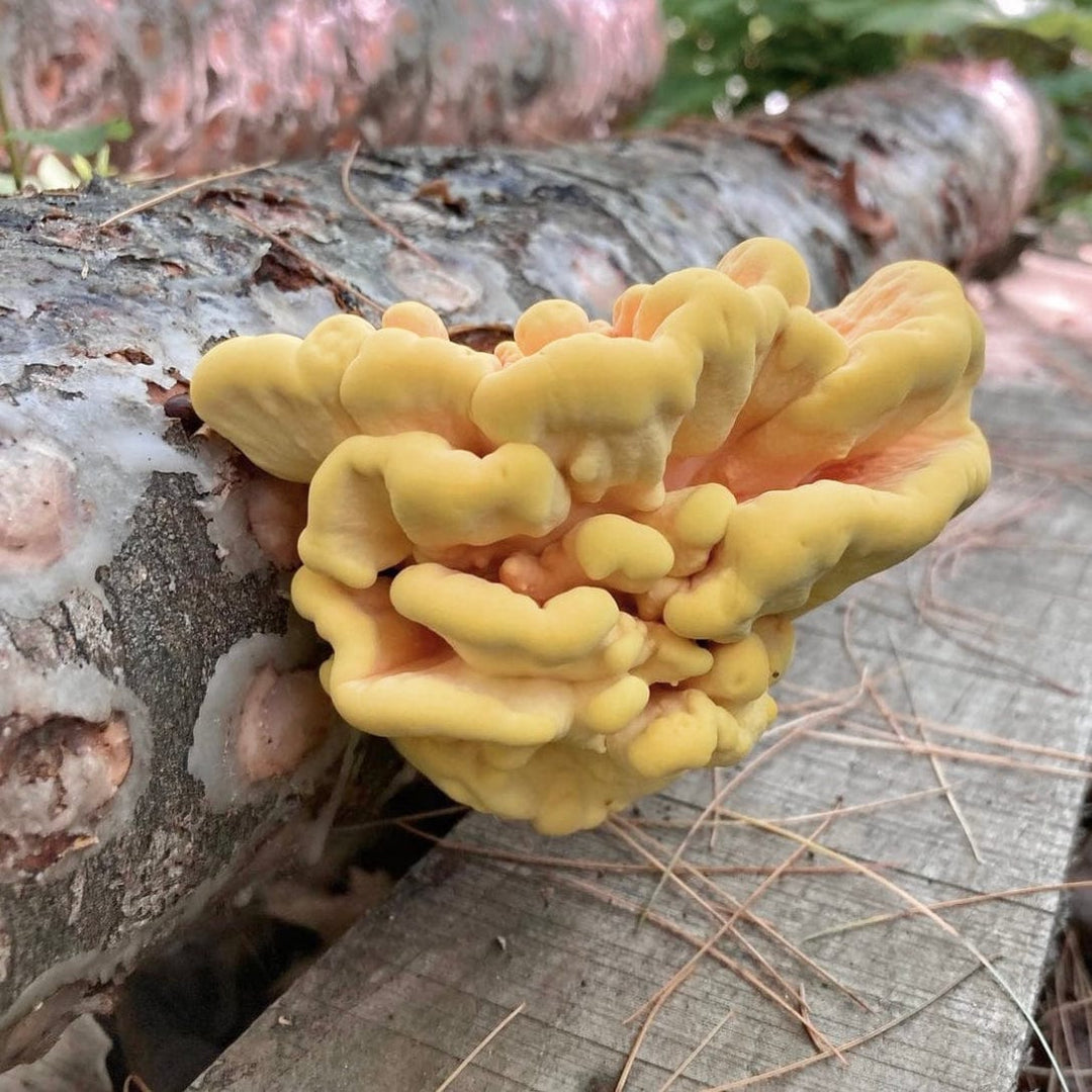 Organic Chicken of the Woods Sawdust Spawn