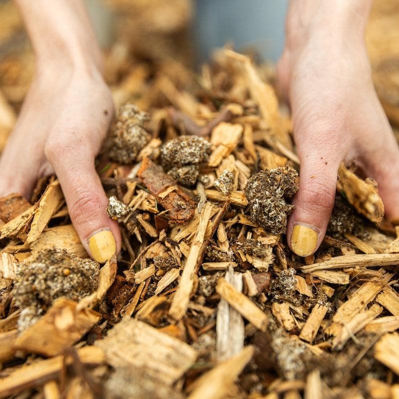Organic Chicken of the Woods Sawdust Spawn